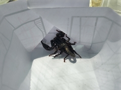 Heterometrus