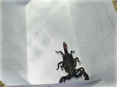 Heterometrus