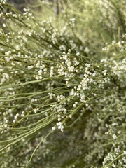 Choretrum glomeratum