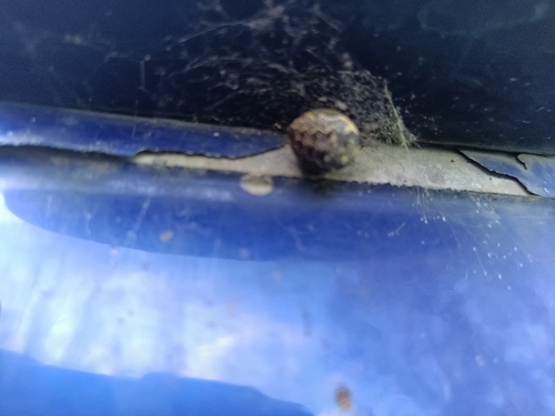Marbled Orbweaver
