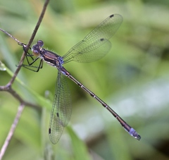 Lestes stultus