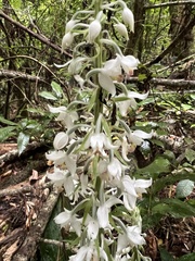 Calanthe calanthoides