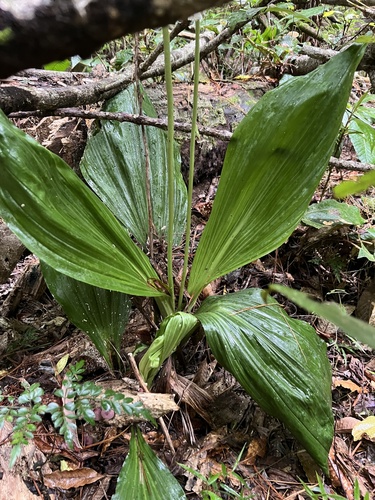 Calanthe calanthoides, photograph 2