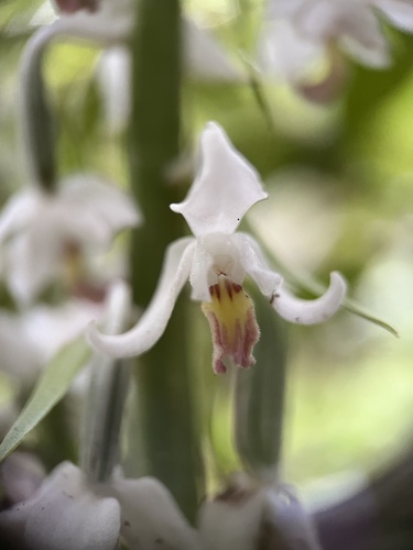 Calanthe calanthoides, photograph 3