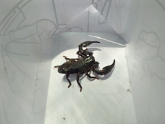 Heterometrus