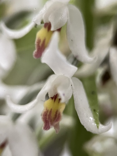 Calanthe calanthoides, photograph 4