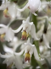 Calanthe calanthoides, photograph (c) Carlos Funes, some rights reserved (CC BY)