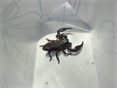 Heterometrus