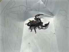 Heterometrus