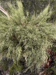 Choretrum glomeratum