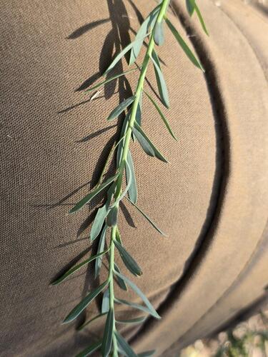 Euphorbia seguieriana, photograph 4
