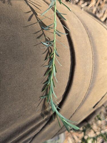 Euphorbia seguieriana, photograph 5