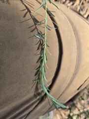 Euphorbia seguieriana, photograph (c) Сергей Голубев, some rights reserved (CC BY)