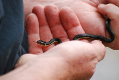 Thamnophis couchii