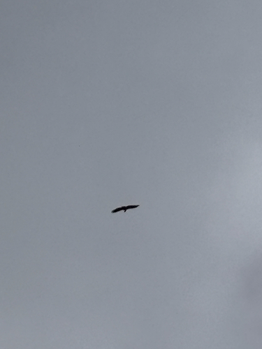 Eurasian Griffon