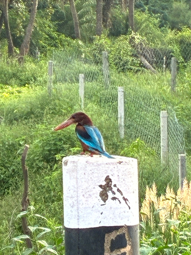 White-throated Kingfisher