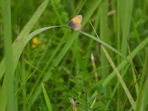 Small Heath
