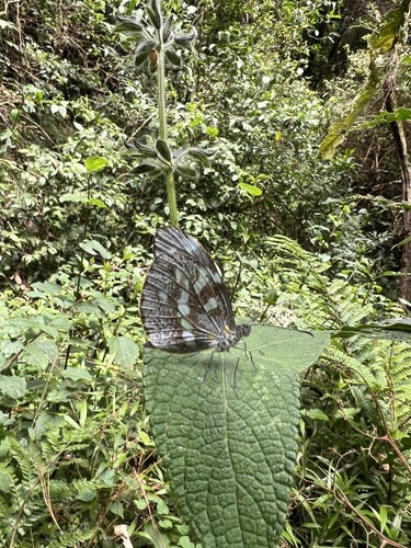 Crisia observed 2026-08-18