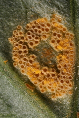 Uromyces halstedii