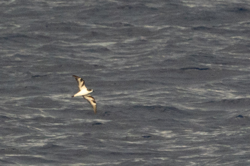 Pterodroma hypoleuca observed 2026-08-13