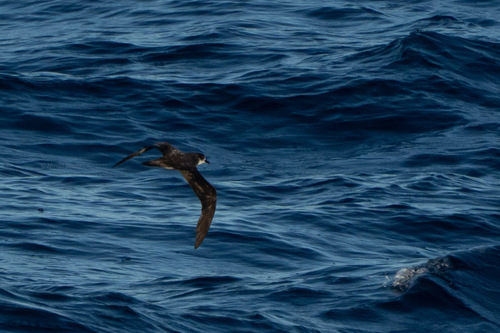 Pterodroma hypoleuca observed 2026-08-13