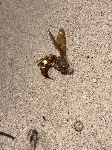 Western Cicada-killer Wasp