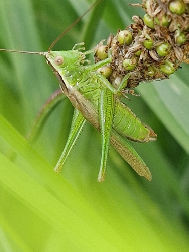 Long-winged Conehead