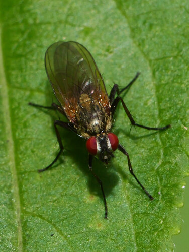 Root-fly