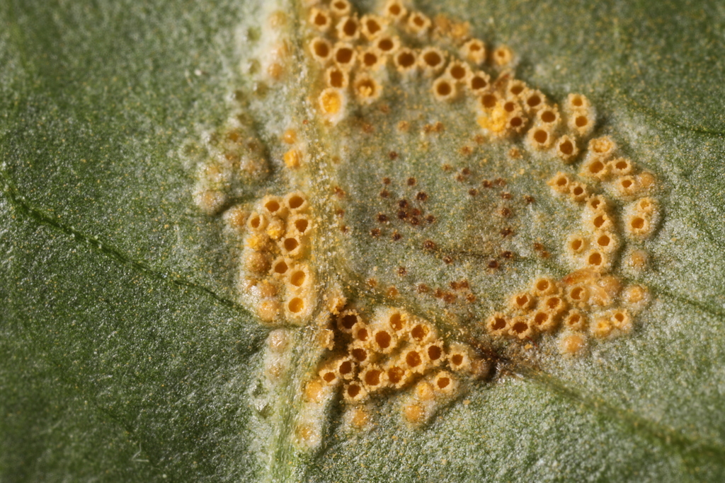 Uromyces halstedii