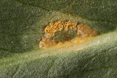 Uromyces halstedii