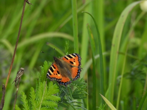 Small Tortoiseshell