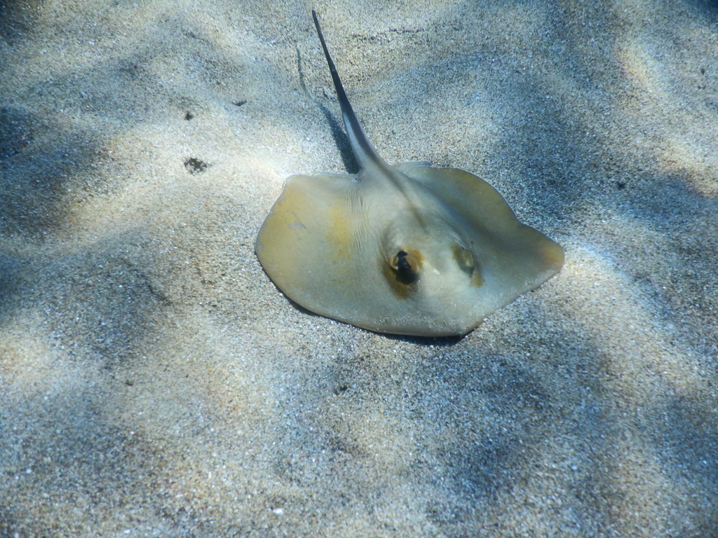 Common stingray resting on pale sand with its tail raised, seen from above
