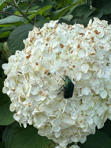 European Rose Chafer