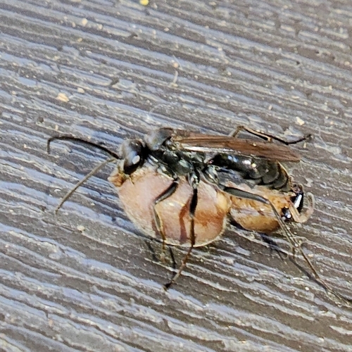Potter Spider Wasp