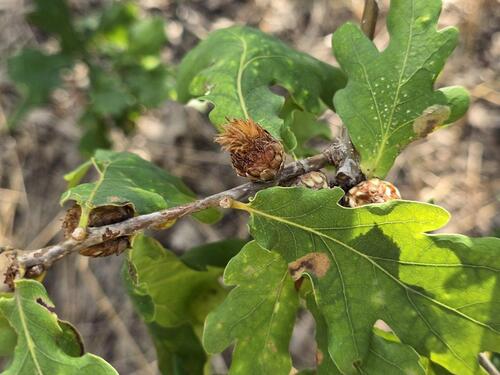 Oak Artichoke Gall Wasp