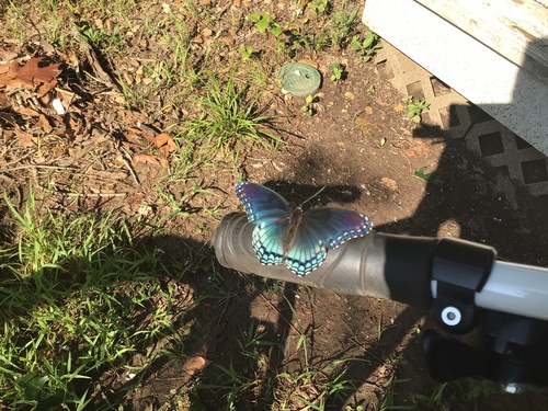 Red-spotted Purple