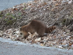 Procyon lotor