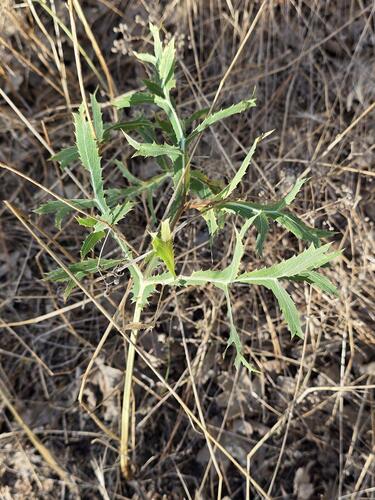 Field Eryngo