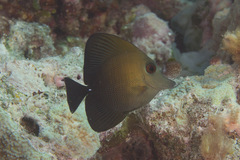 Zebrasoma scopas