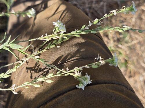 hoary alyssum