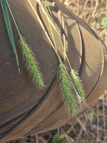 Green Bristle Grass