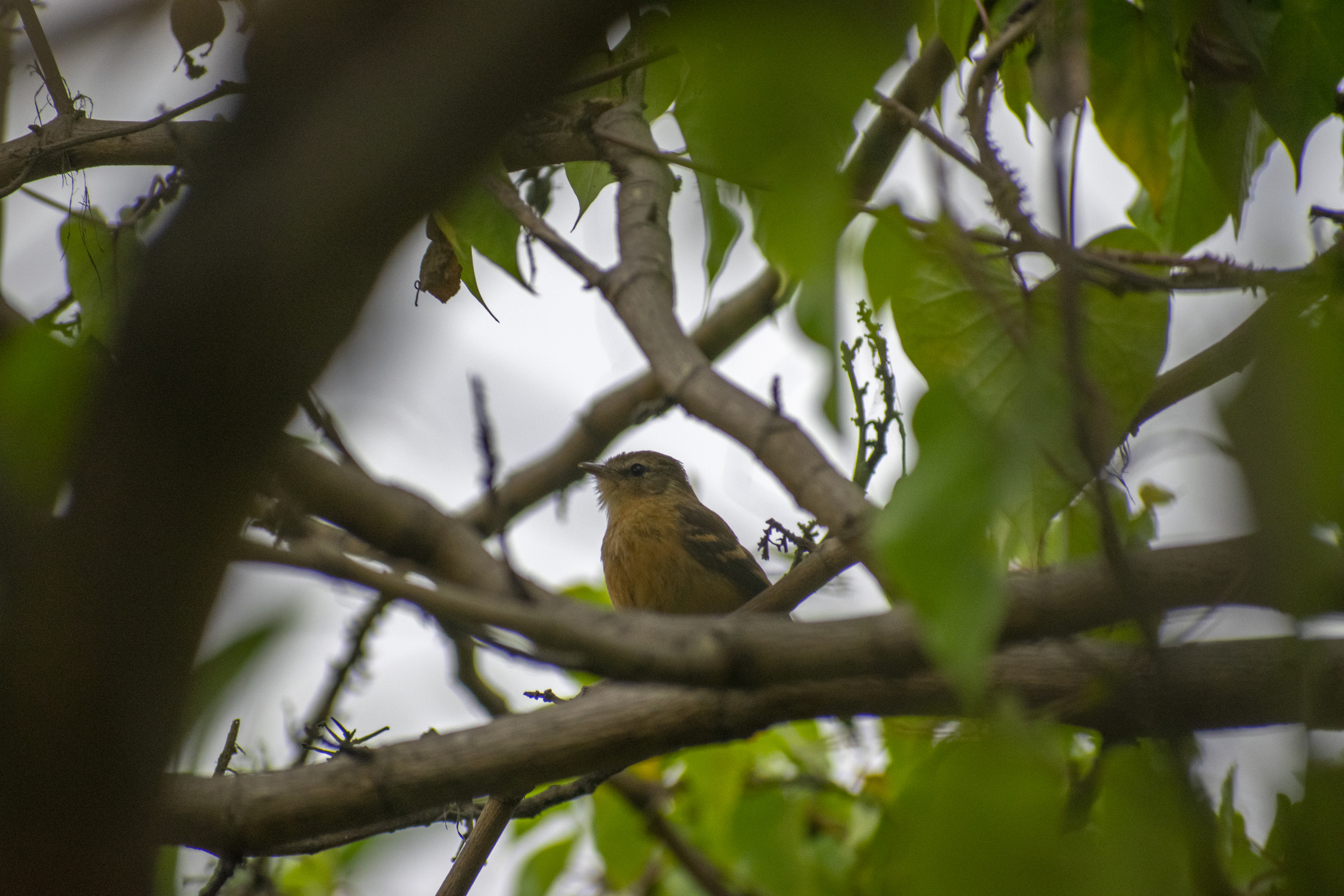 Rufescent Flycatcher illustration