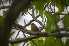 Myiophobus rufescens