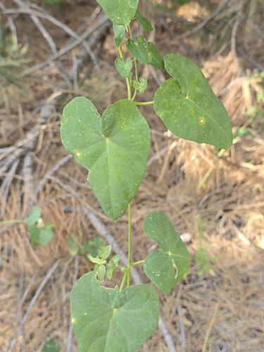 Stranglewort