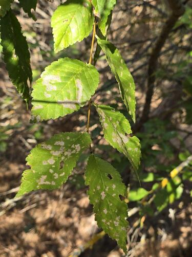 Siberian elm