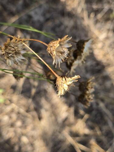 Greater Knapweed
