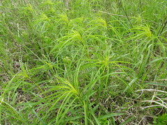 Helianthus salicifolius