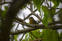 Myiophobus rufescens