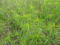 Helianthus salicifolius