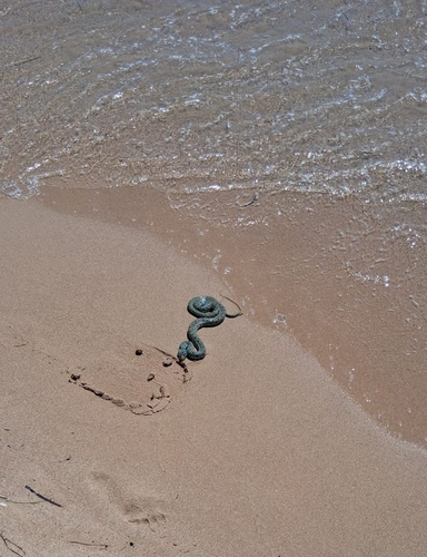 Barred Grass Snake